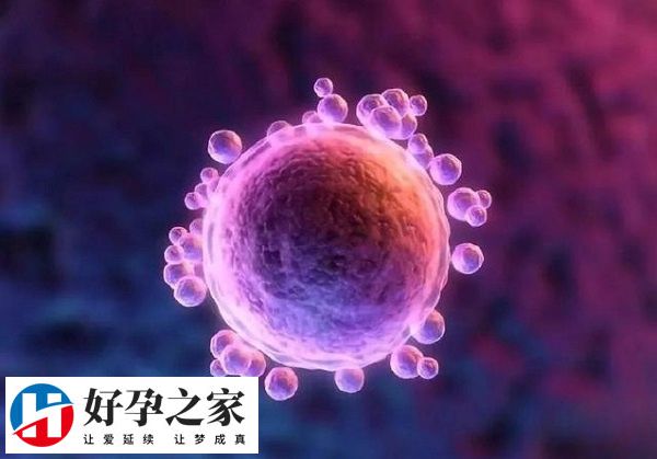 促排卵泡长得好但不破是不是卵泡壁厚度出现异