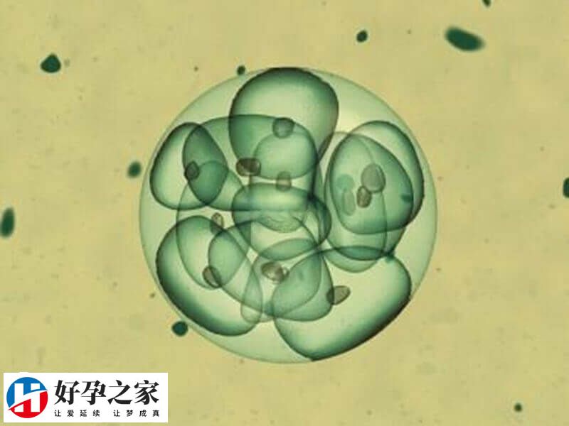 促排卵过程中雌激素过高会取消鲜胚移植周期吗