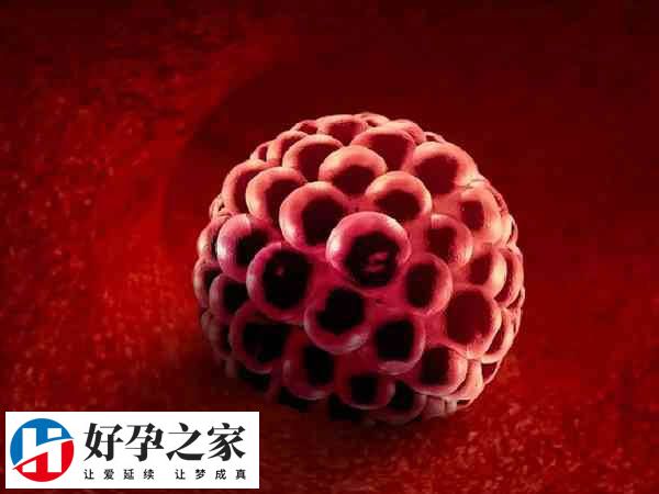 为什么囊胚只能移植1个？单囊胚移植有什么优