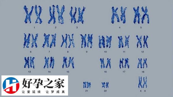 染色体易位做试管成功率多少