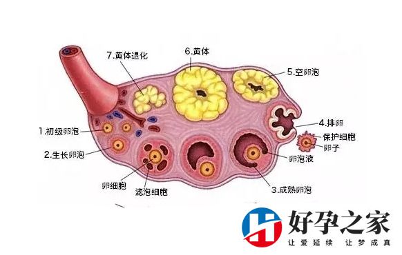 黄体期促排方案的弊端?卵子质量和试管成功率都不好