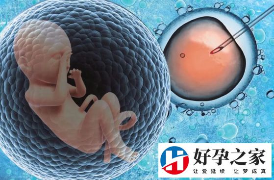 试管混血儿的优点和缺点不明显?做混血试管的具体费用